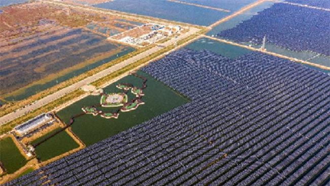 通威東營漁光一體生態園